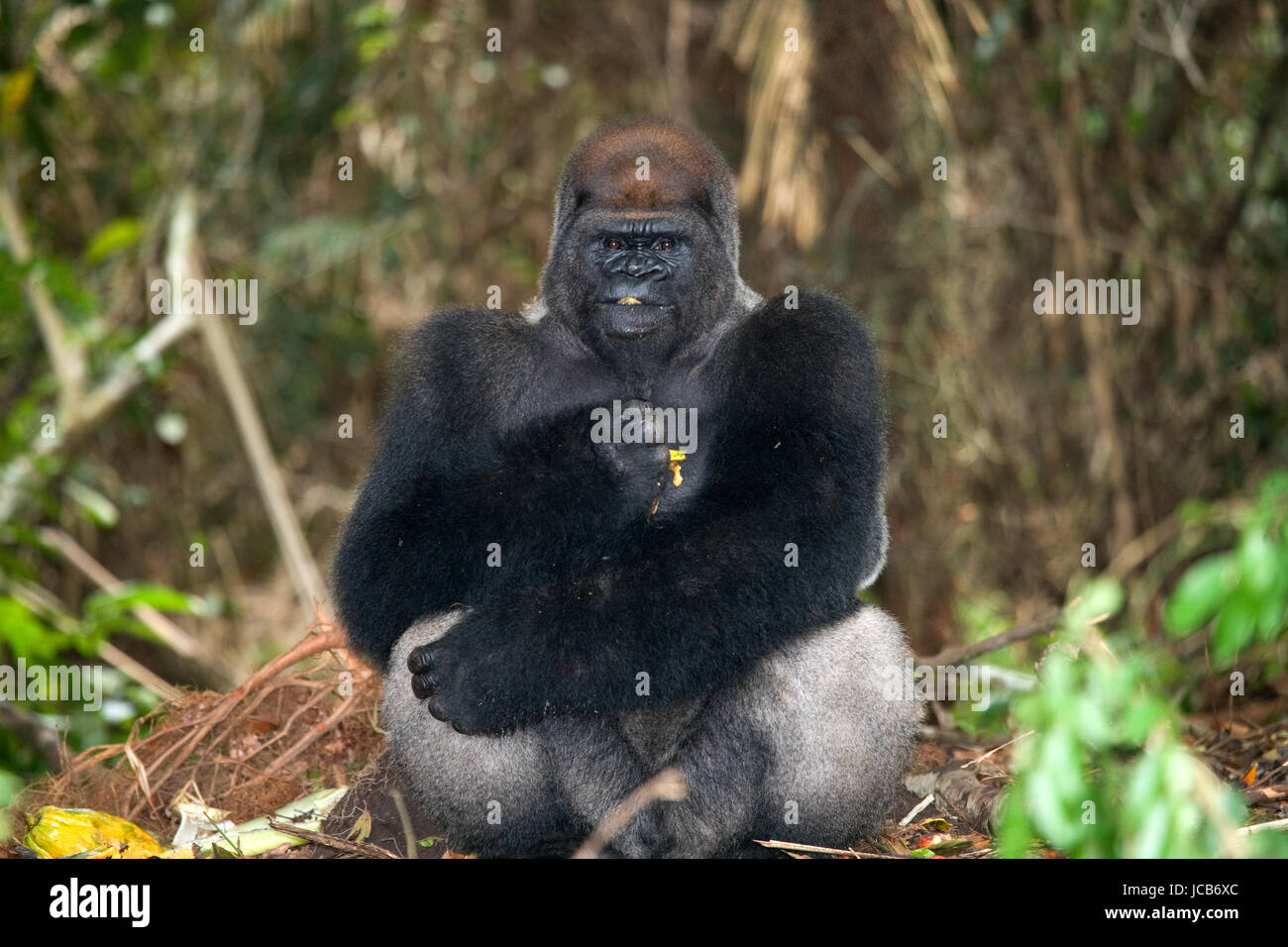 Lowland gorillas in the wild. Republic of the Congo Stock Photo Alamy