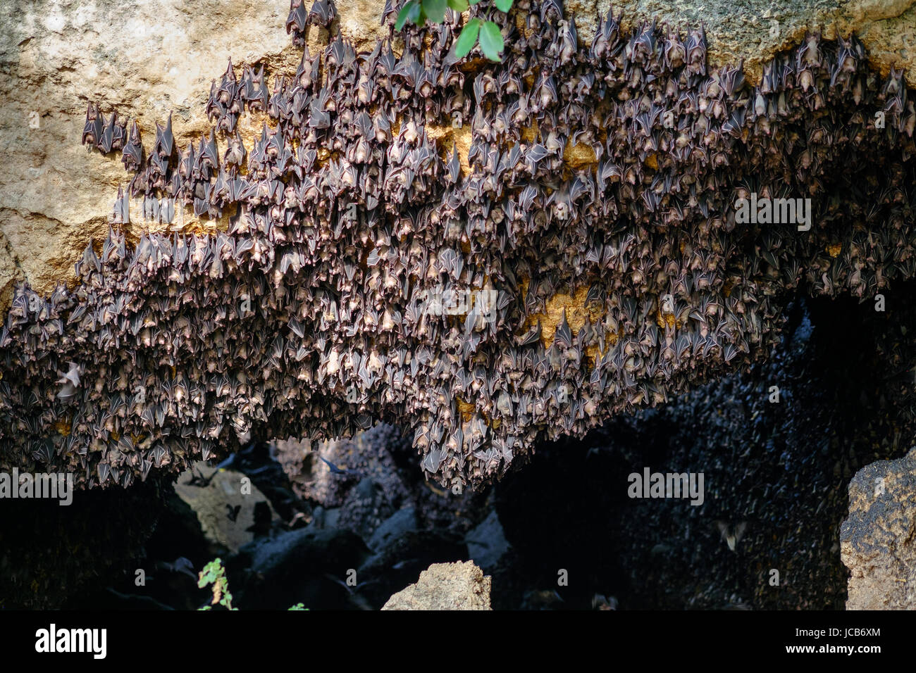 Fruit bats colony Stock Photo