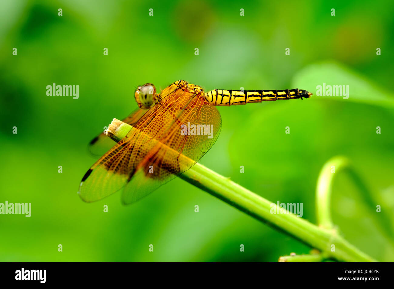 Dragonfly resting on shrub branch Stock Photo - Alamy