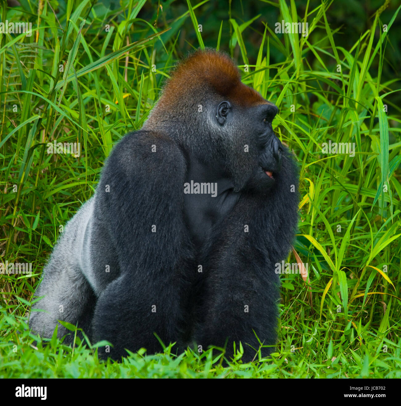 Lowland gorillas in the wild. Republic of the Congo Stock Photo Alamy