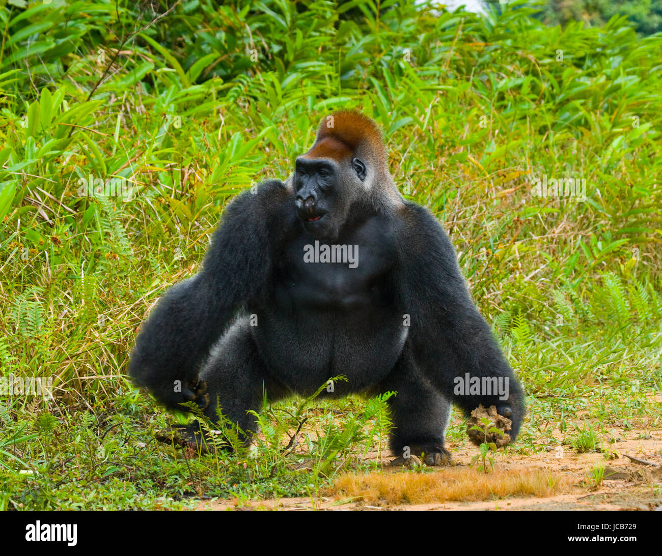 Lowland gorillas in the wild. Republic of the Congo. Stock Photo