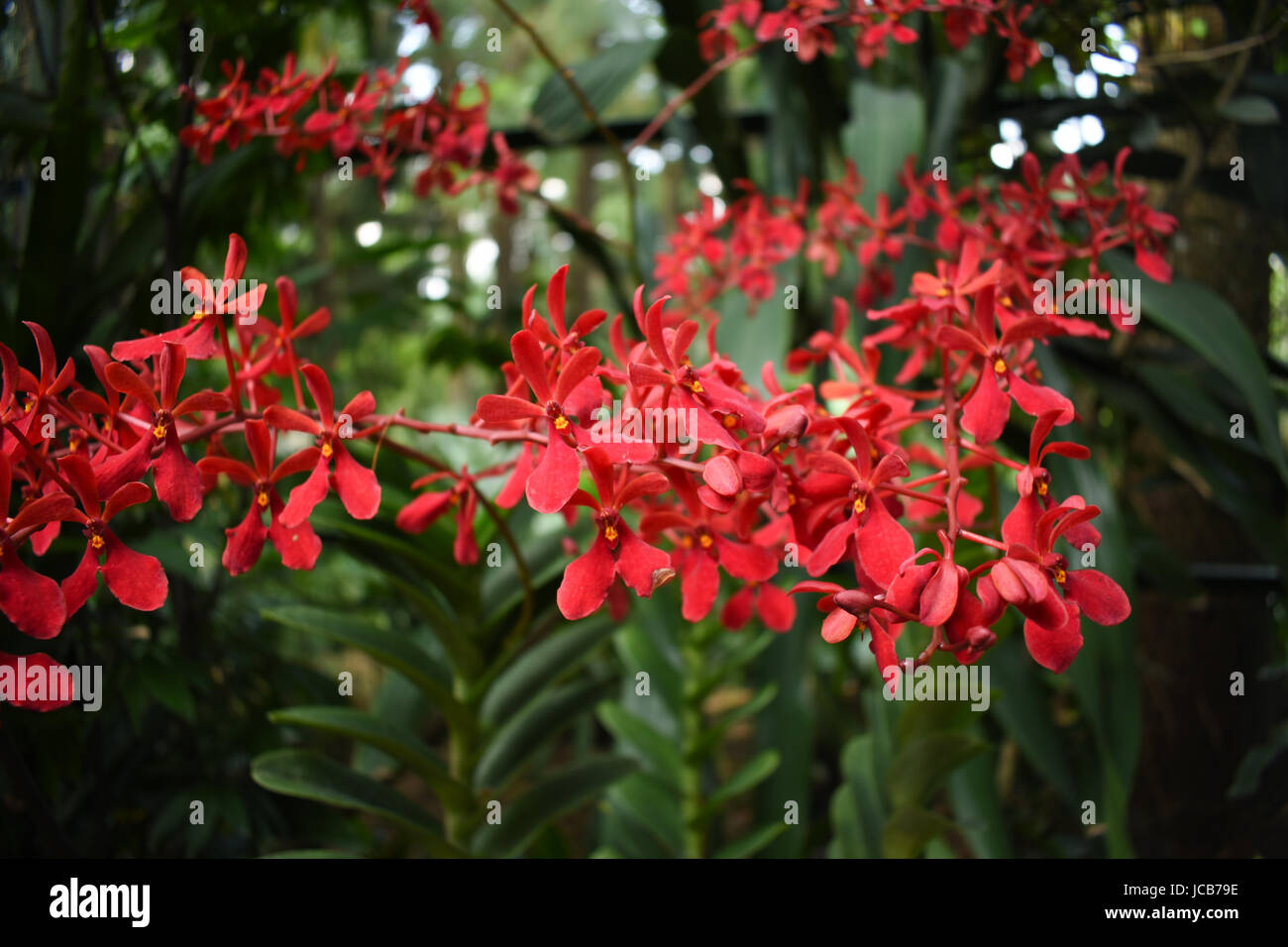 Red orchid flowers with green leaf dark background taken in the botanic garden Stock Photo