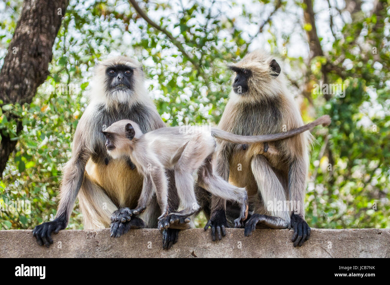 Three Langur monkeys sitting on the fence. India. National Park. Stock Photo