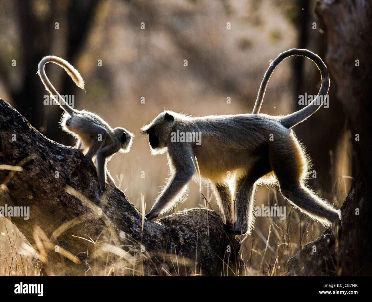 Mother and baby Langur Monkey on a tree. India. Ranthambore. National Park. Stock Photo