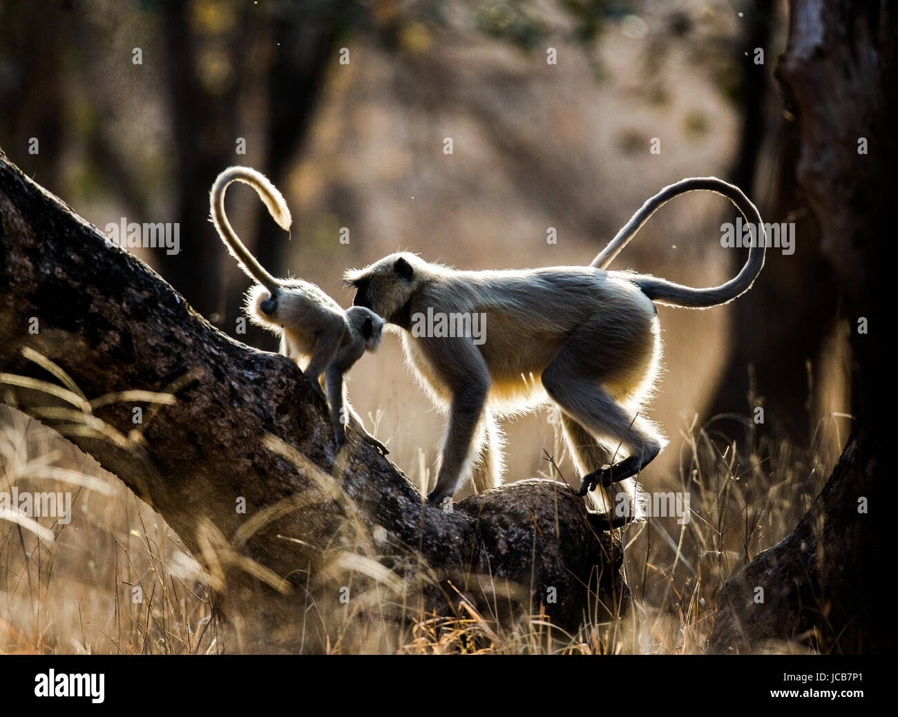 Mother and baby Langur Monkey on a tree. India. Ranthambore. National Park. Stock Photo