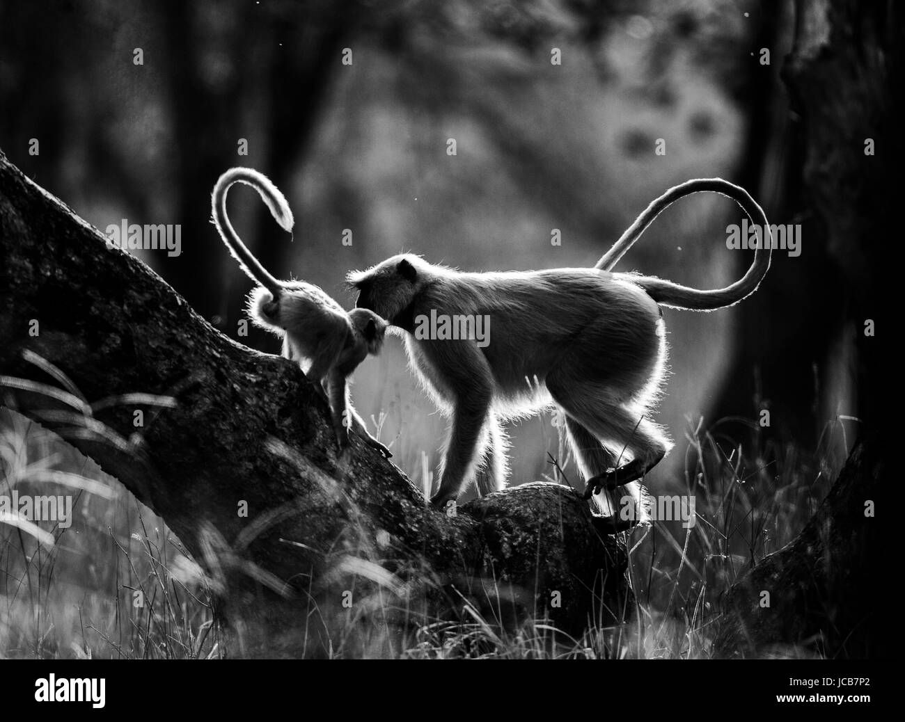 Mother and baby Langur Monkey on a tree. India. Ranthambore. National Park. Stock Photo