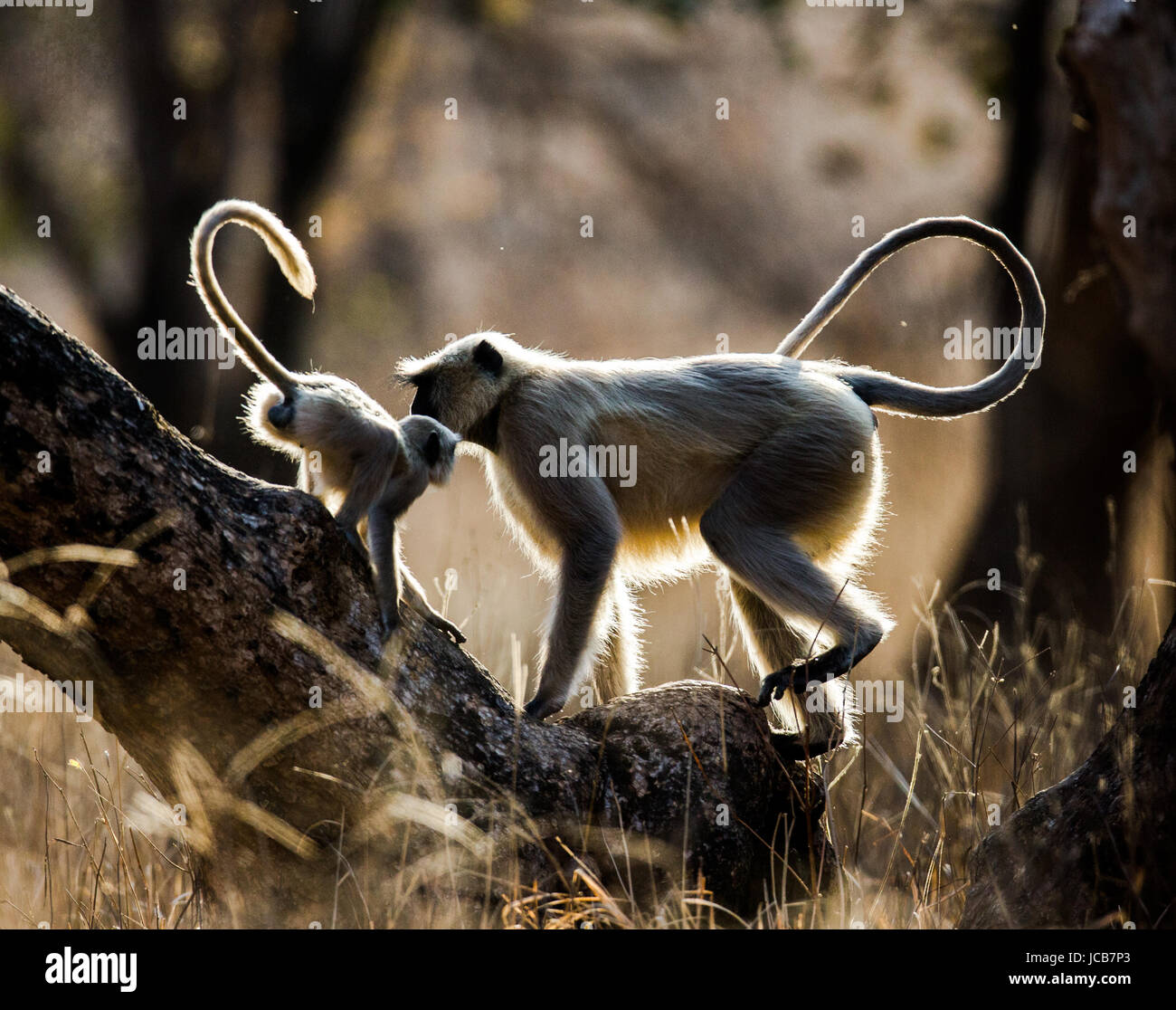 Mother and baby Langur Monkey on a tree. India. Ranthambore. National Park. Stock Photo