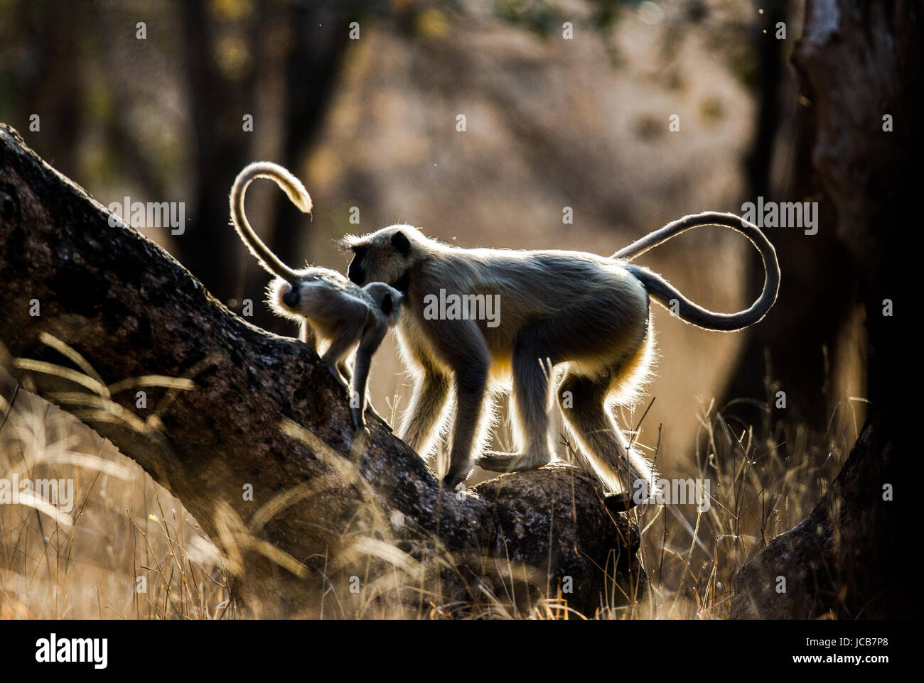 Mother and baby Langur Monkey on a tree. India. Ranthambore. National Park. Stock Photo