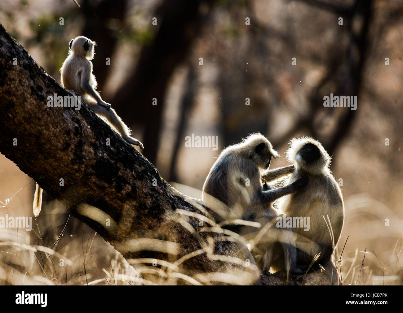Mother and baby Langur Monkey on a tree. India. National Park. Stock Photo