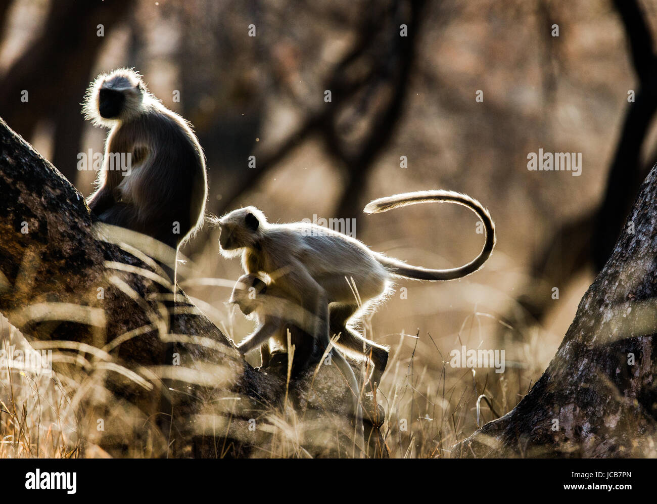Mother and baby Langur Monkey on a tree. India. National Park. Stock Photo