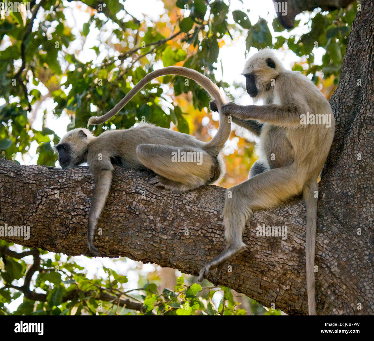 Two Langur Monkeys are sitting on the tree. India. National Park. Stock Photo