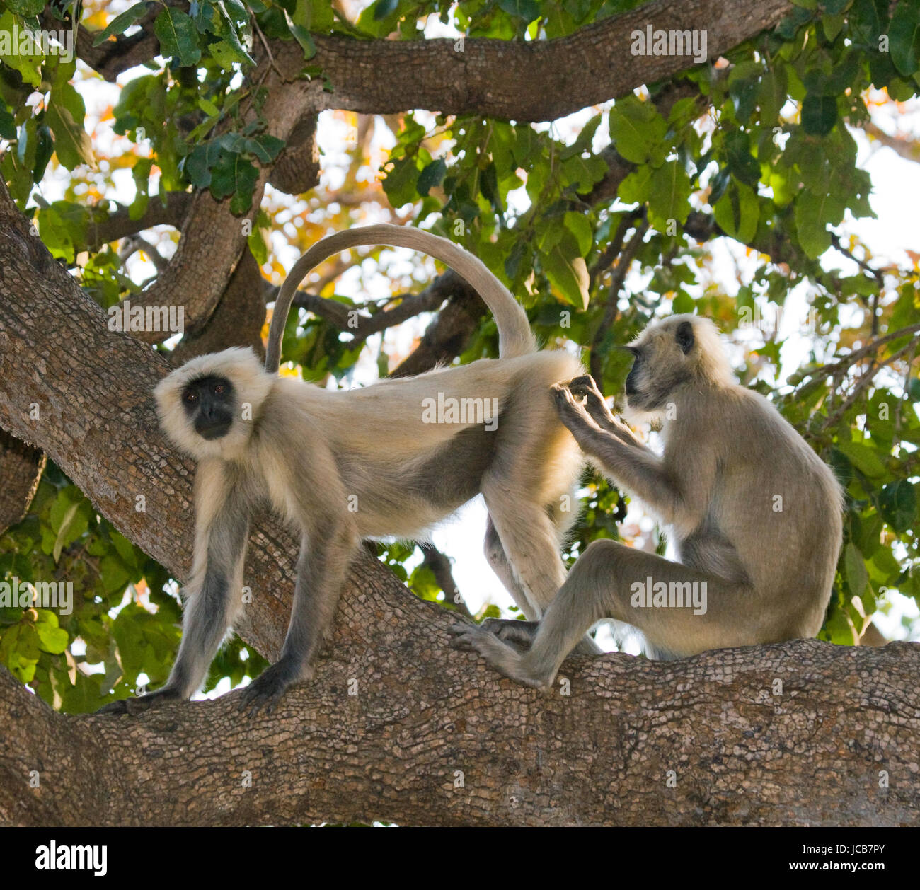 Two Langur Monkeys are sitting on the tree. India. National Park. Stock Photo