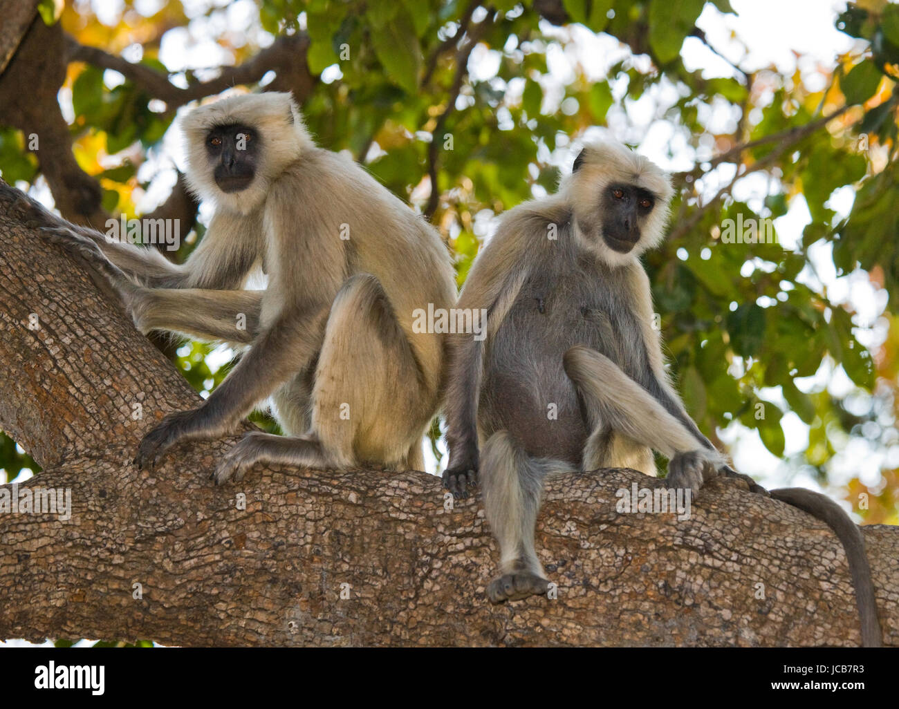 Two Langur Monkeys are sitting on the tree. India. National Park. Stock Photo