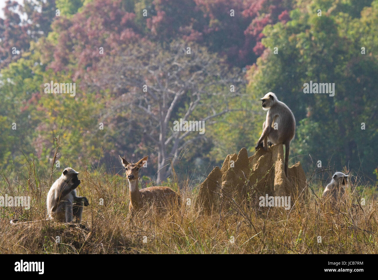 Group of Langur monkeys sitting on a termite mound. India. National Park. Stock Photo