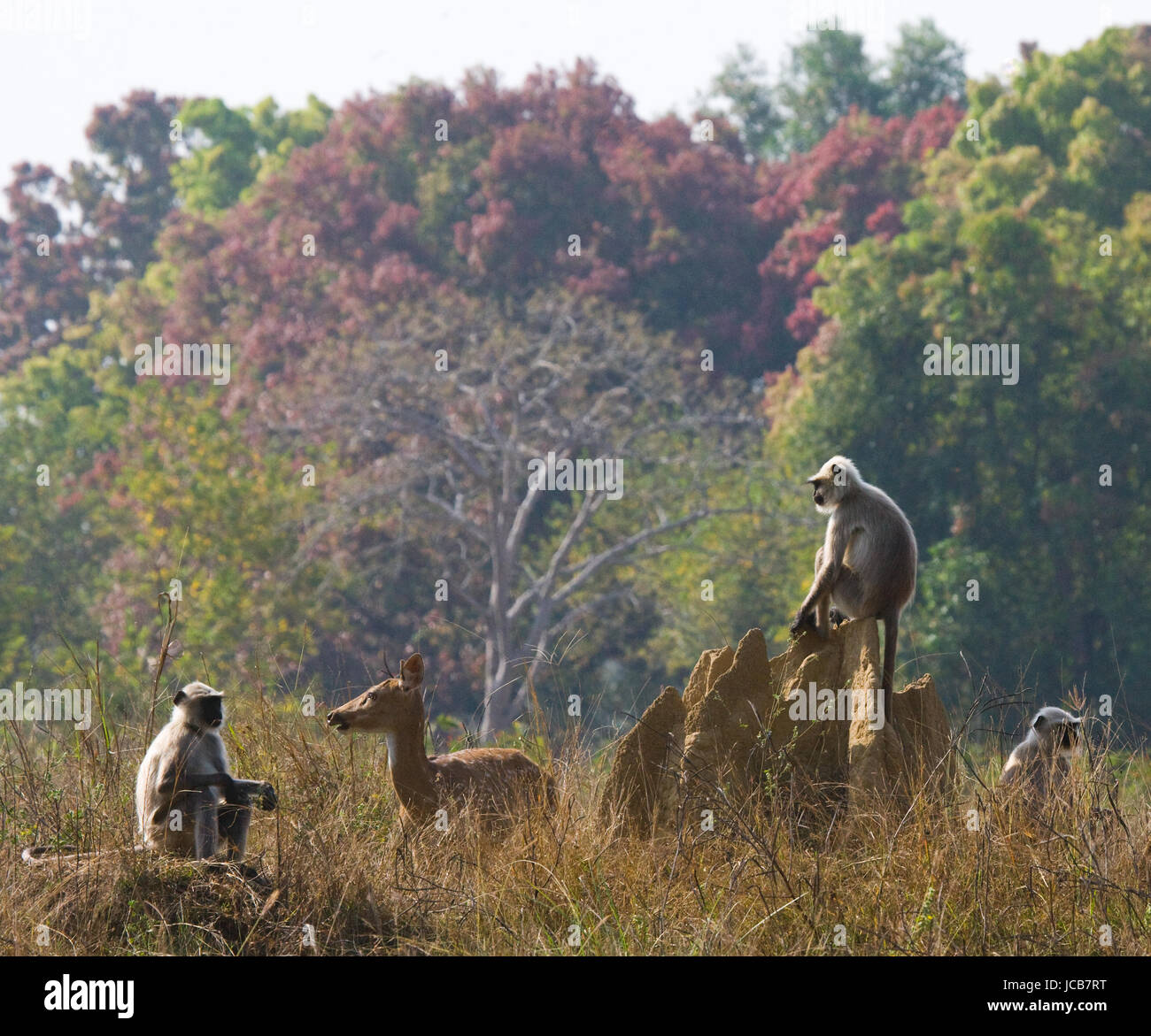 Group of Langur monkeys sitting on a termite mound. India. National Park. Stock Photo