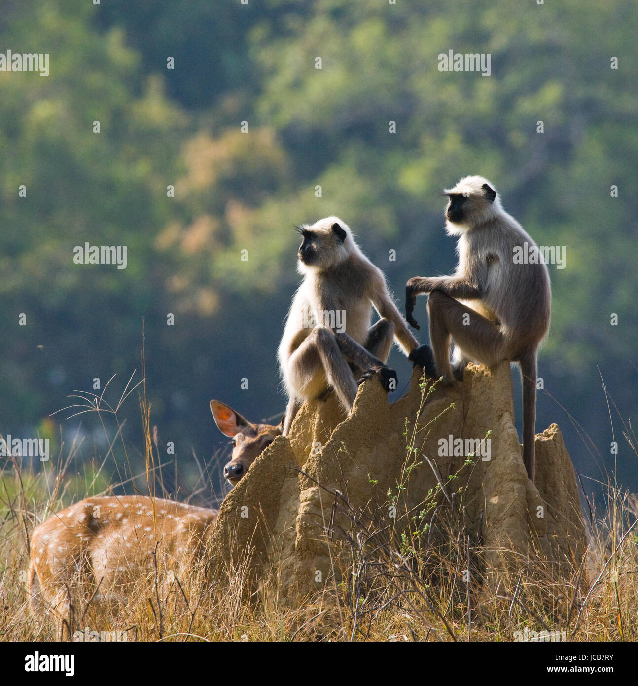 Group of Langur monkeys sitting on a termite mound. India. National Park. Stock Photo