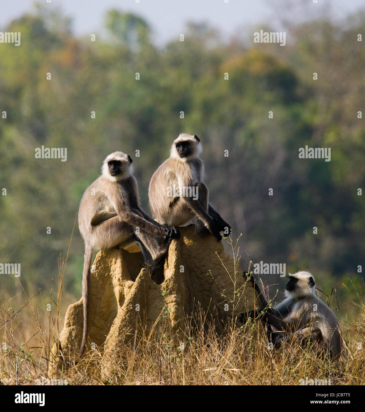 Group of Langur monkeys sitting on a termite mound. India. National Park. Stock Photo
