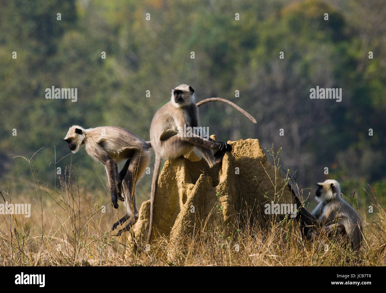 Group of Langur monkeys sitting on a termite mound. India. National Park. Stock Photo