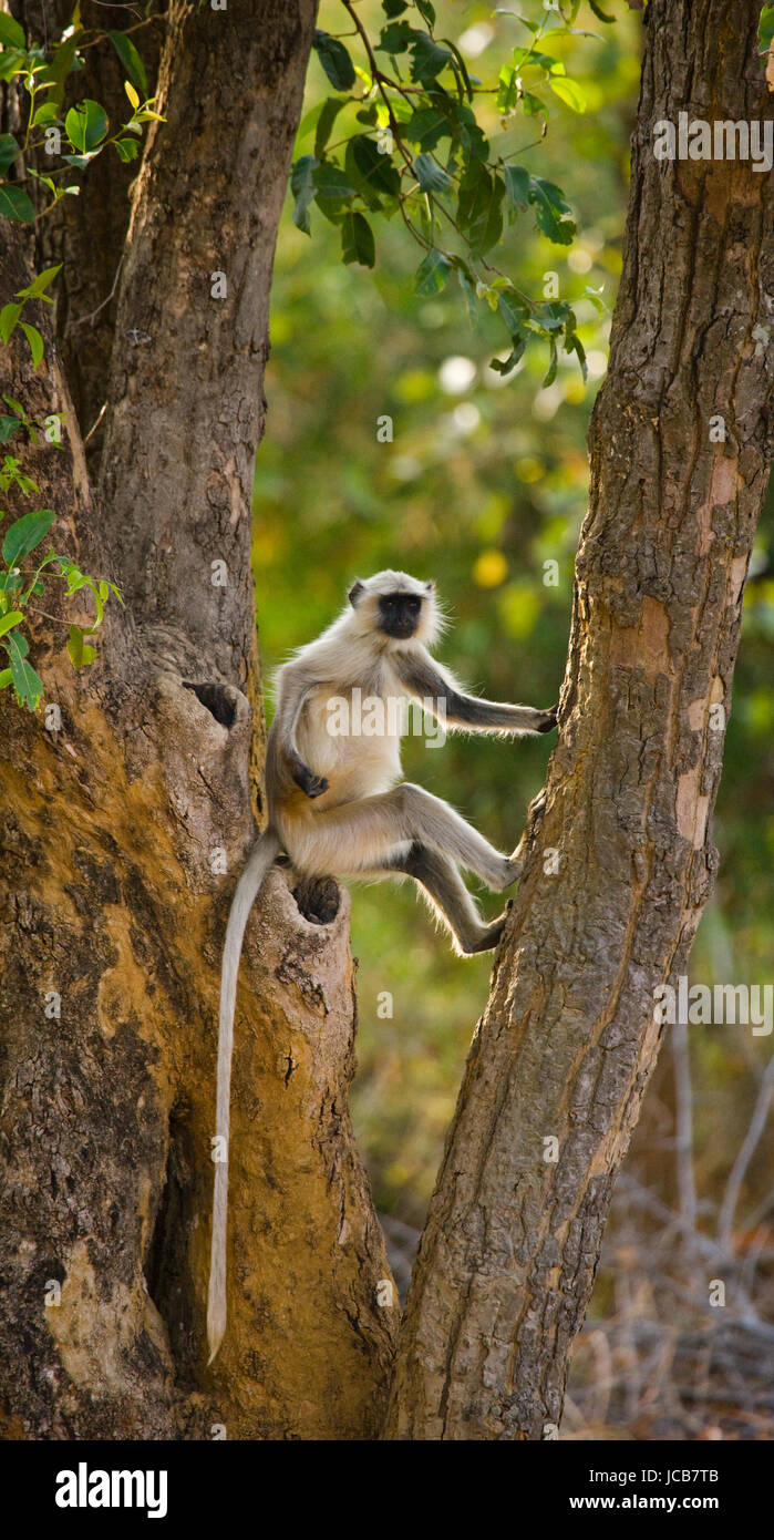 Langur  Monkey is sitting on the tree. India. National Park. Stock Photo