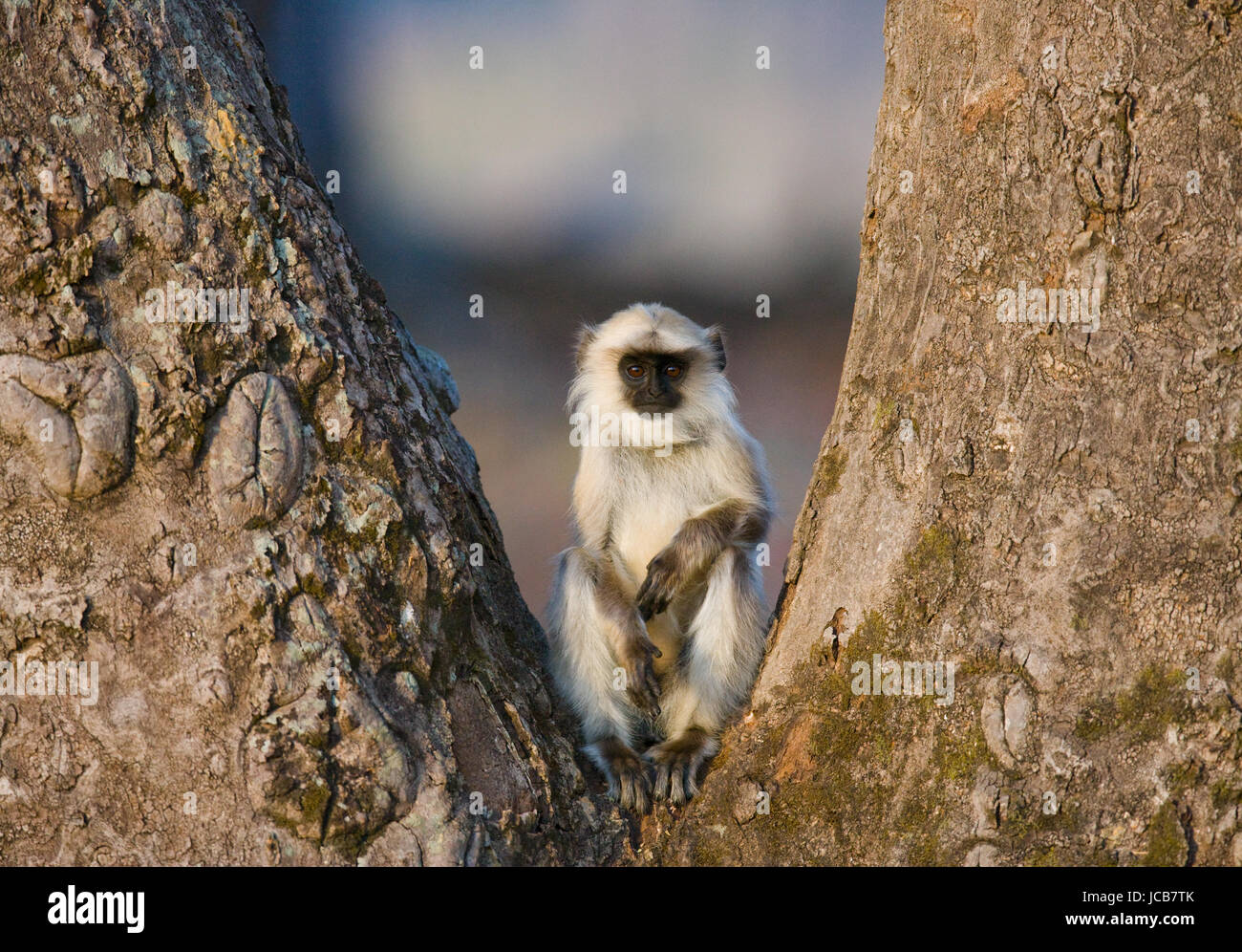 Langur  Monkey is sitting on the tree. India. National Park. Stock Photo