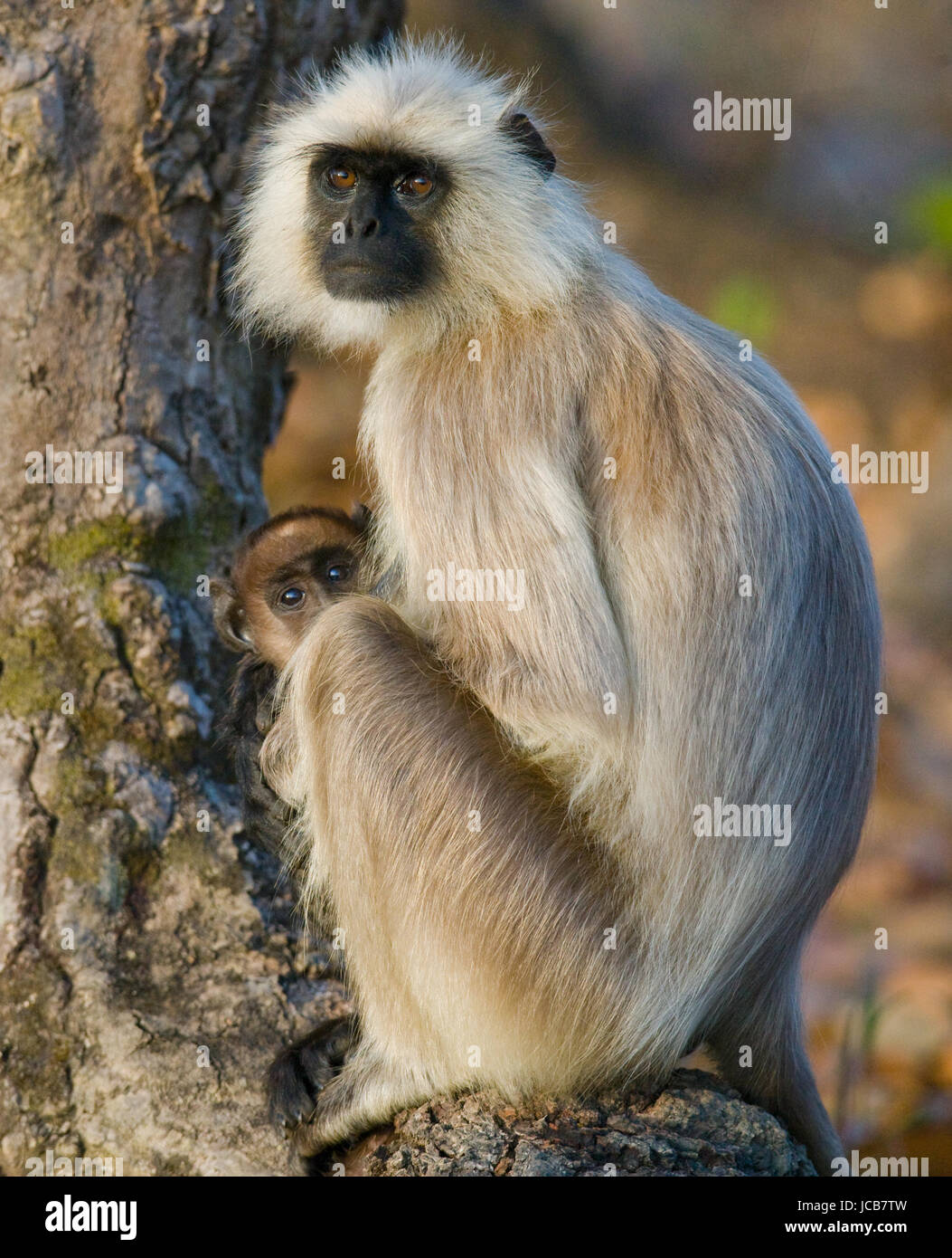 Mother and baby Langur Monkey on a tree. India. National Park. Stock Photo