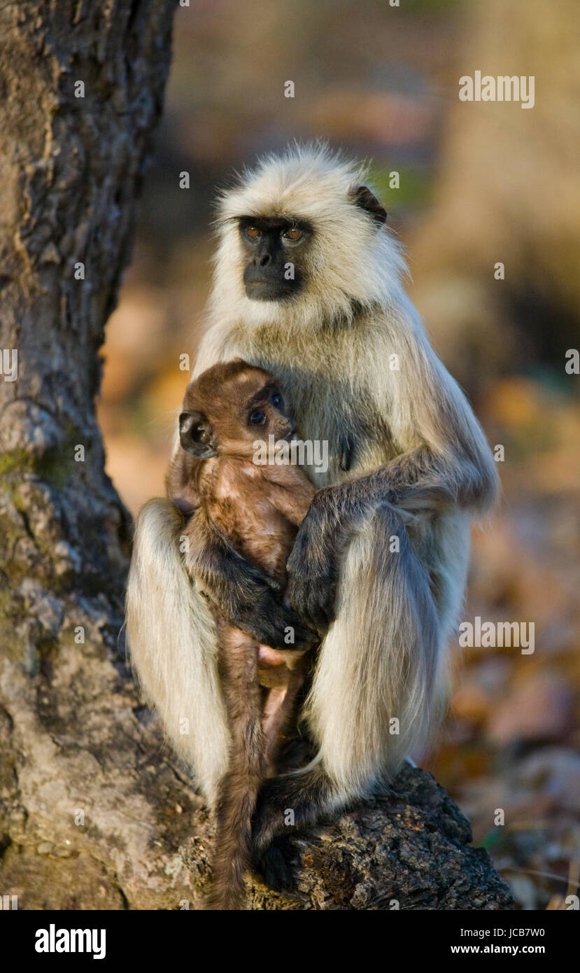 Mother and baby Langur Monkey on a tree. India. National Park. Stock Photo