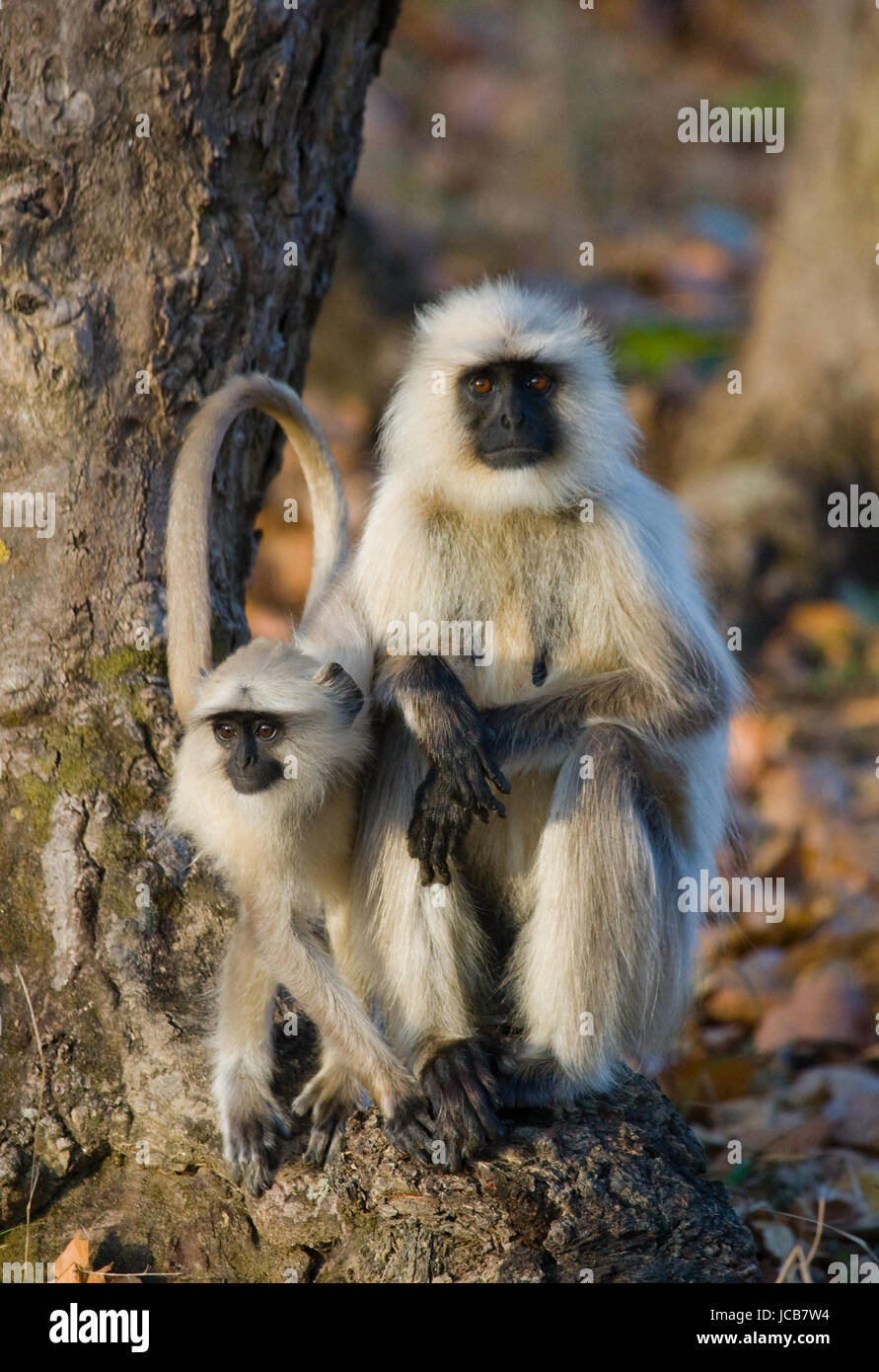 Two Langur Monkeys are sitting on the tree. India. National Park. Stock Photo