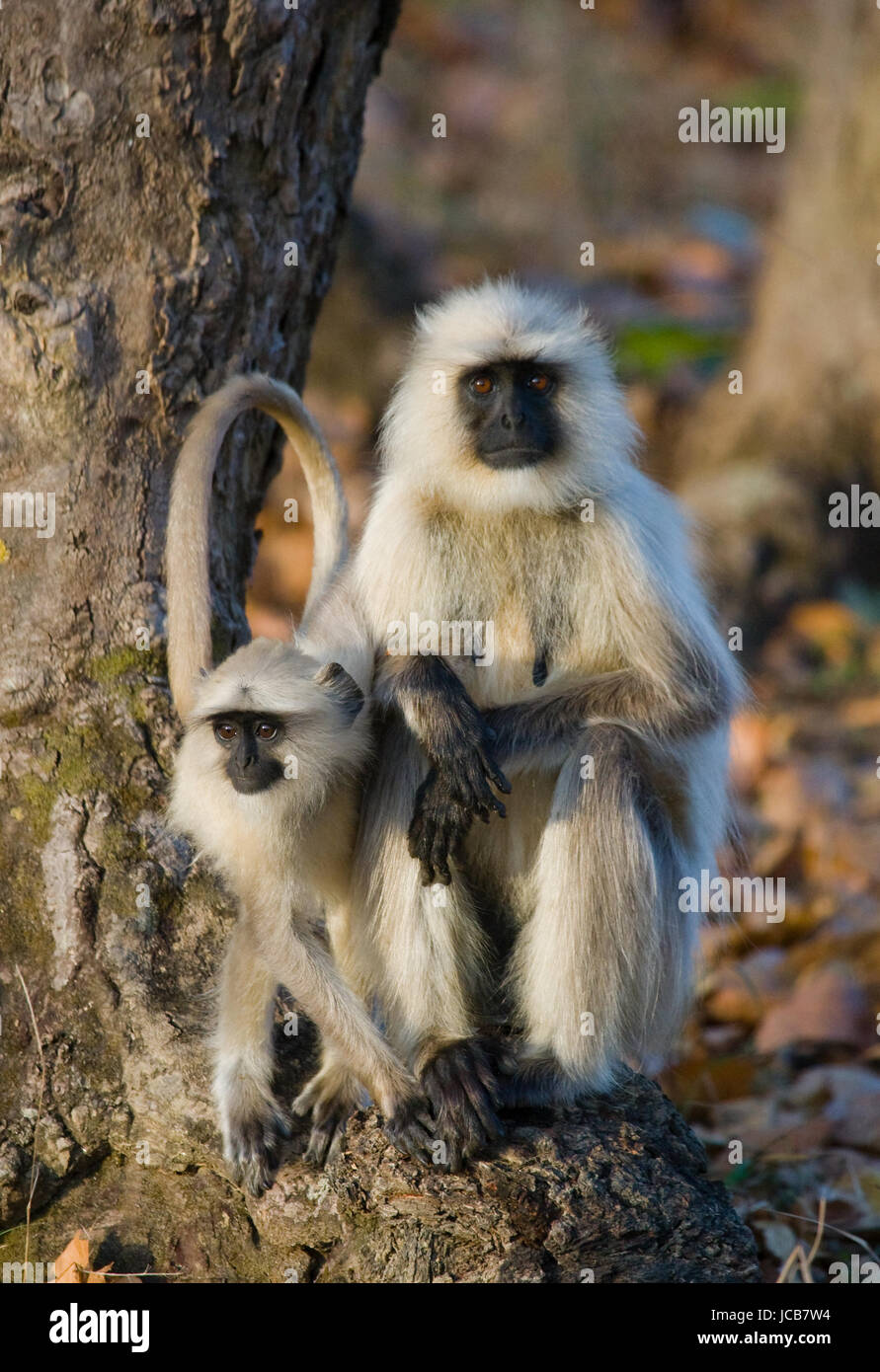 Two Langur Monkeys are sitting on the tree. India. National Park. An excellent illustration. Stock Photo