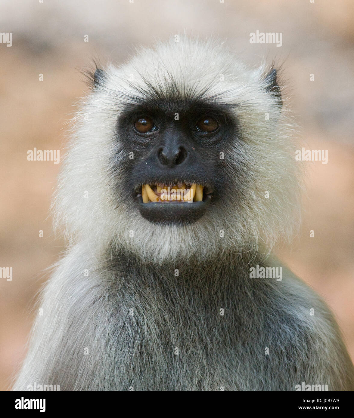 Portrait of Langur monkey. Close-up. India. National Park. Stock Photo