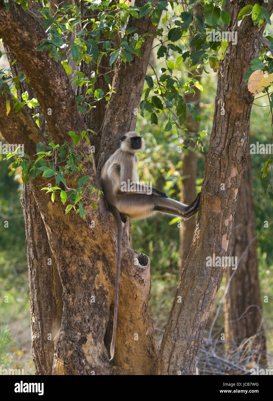 Langur  Monkey sitting on the tree. India. National Park. Stock Photo