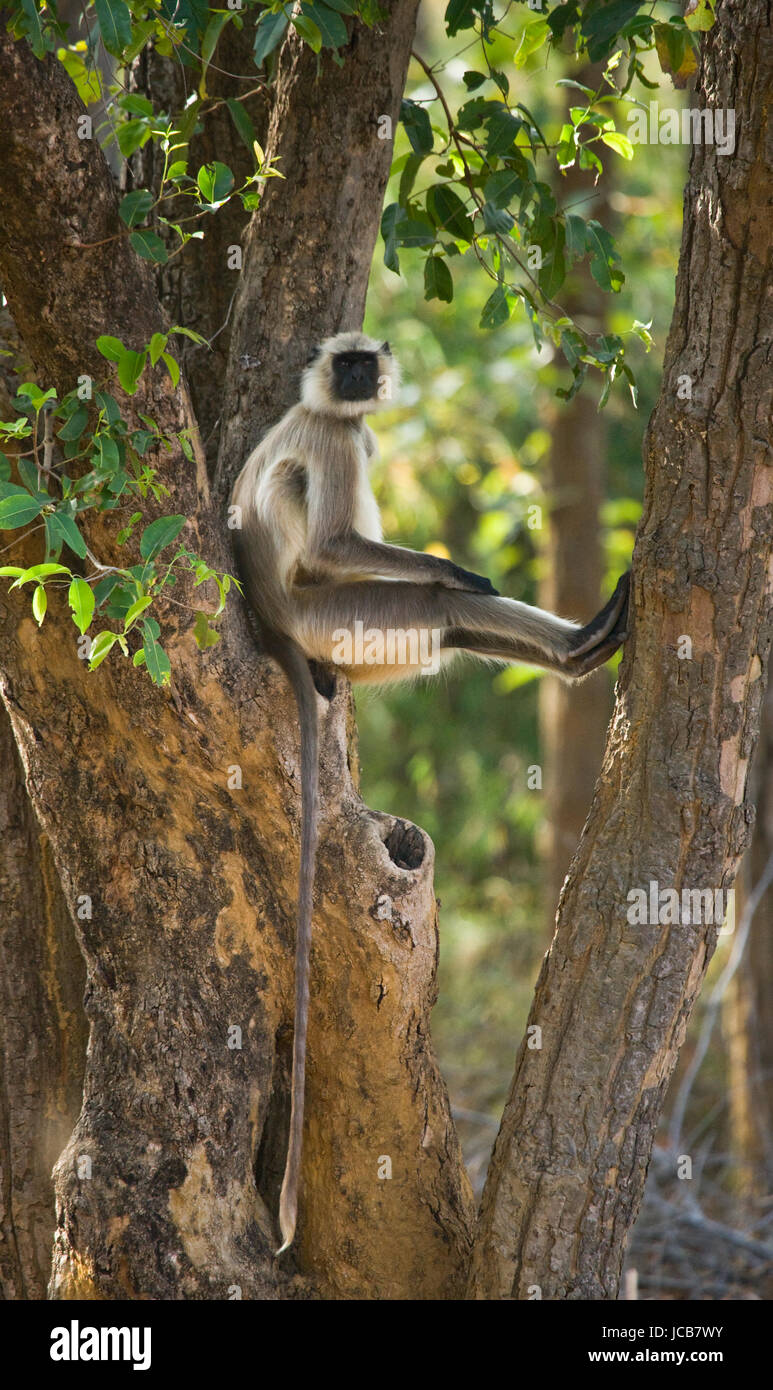 Langur  Monkey sitting on the tree. India. National Park. Stock Photo