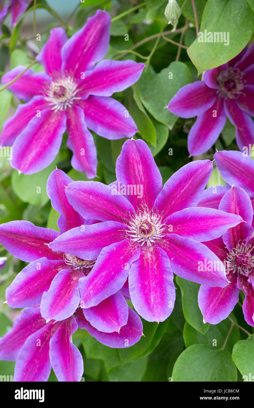 Clematis plants hires stock photography and images Alamy