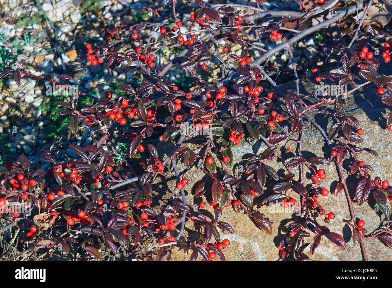 Scarlet Leader Willowleaf cotoneaster (Cotoneaster salicifolius Scarlet