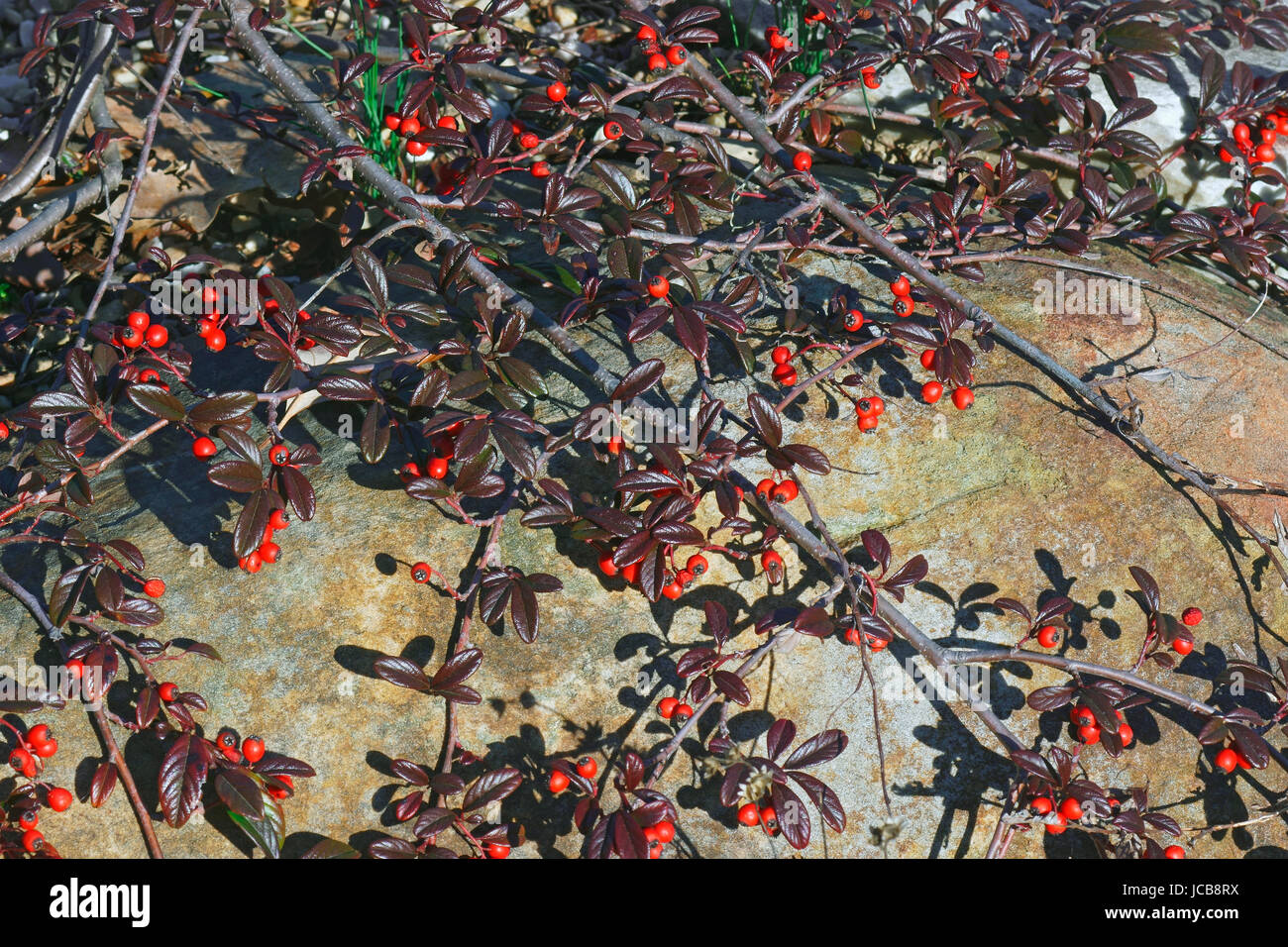 Scarlet Leader Willowleaf cotoneaster (Cotoneaster salicifolius Scarlet