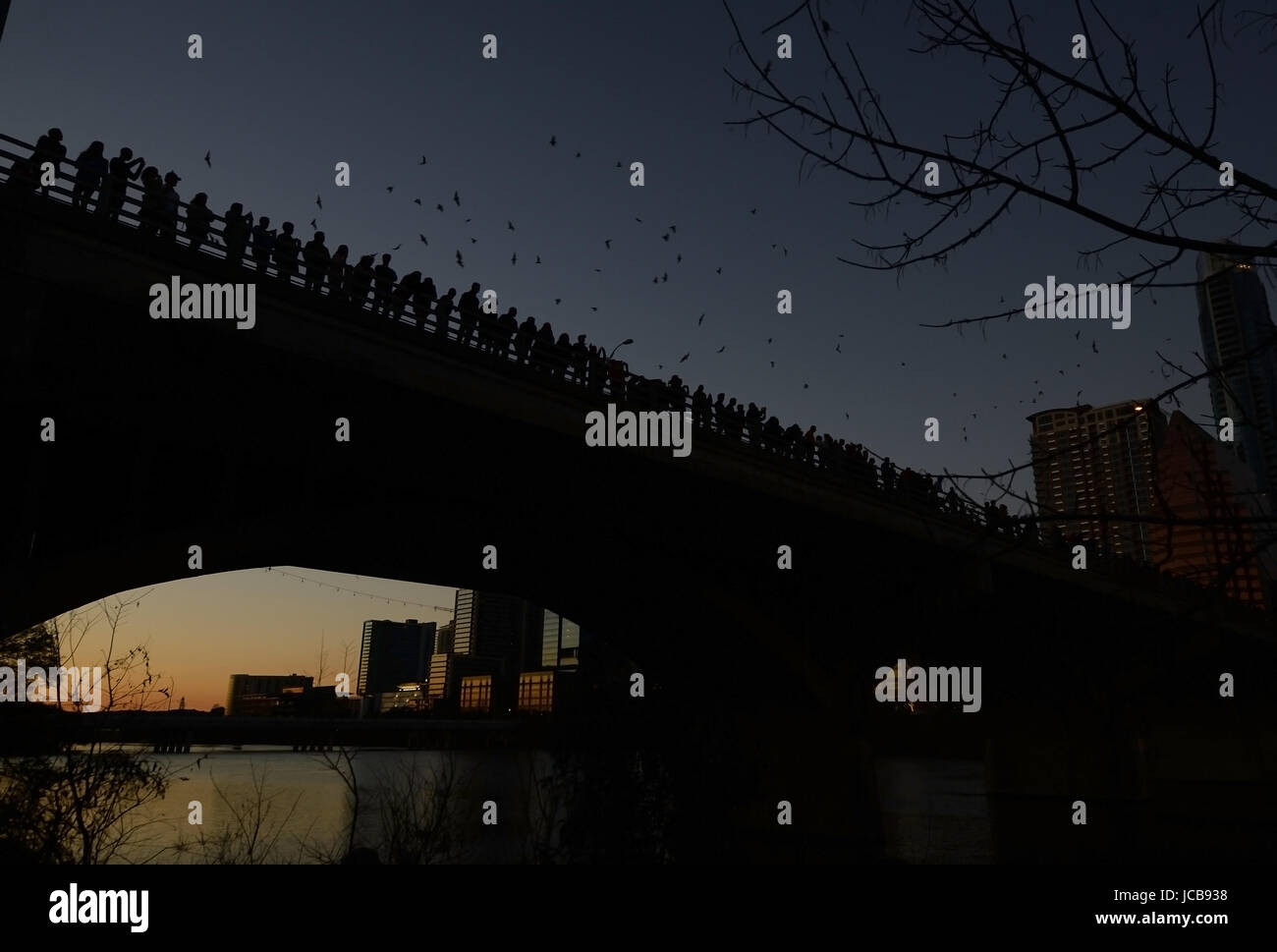 Bats flying by the Congress Street Bridge in Austin, Texas Stock Photo
