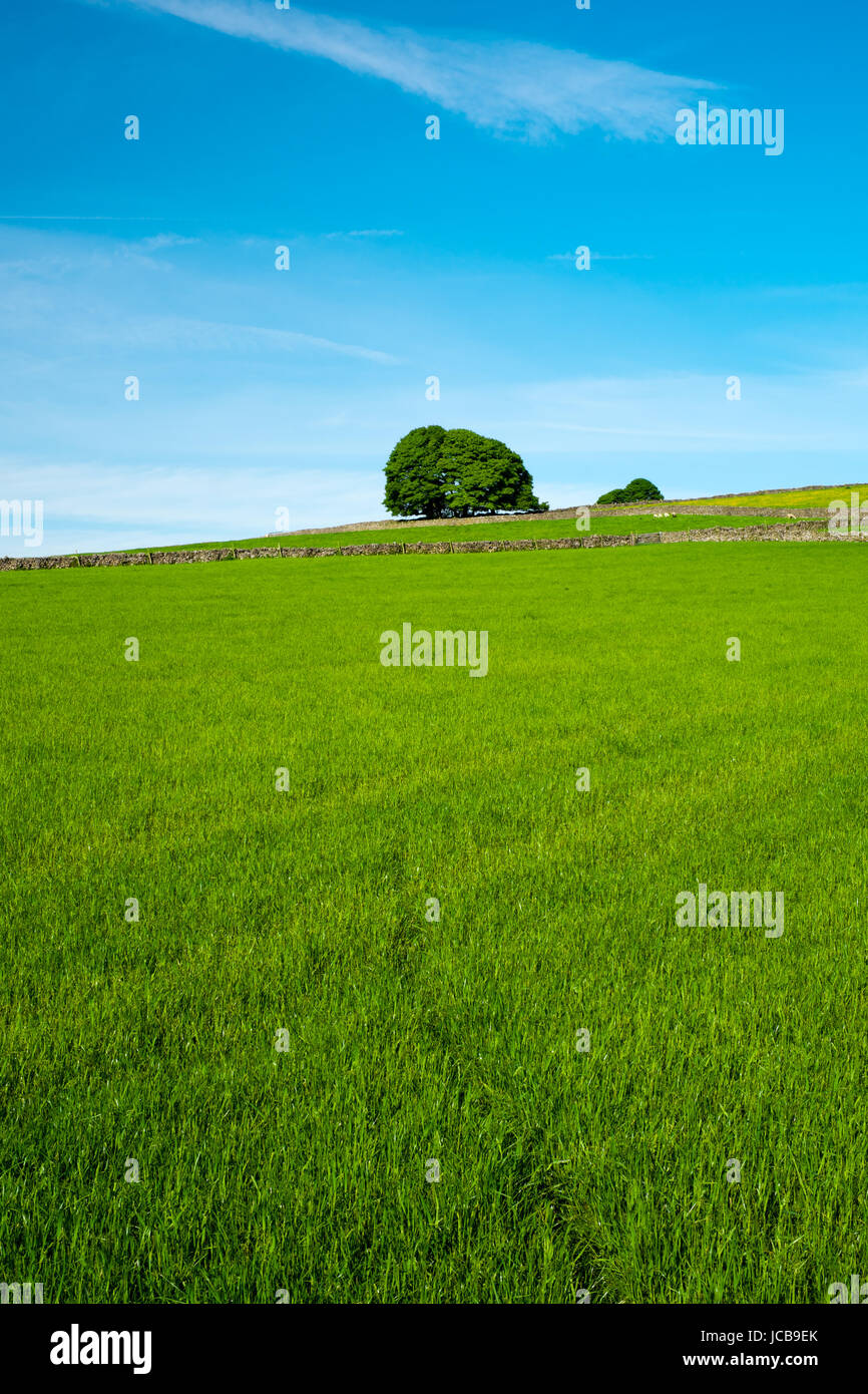 A tree seen beyond green fields and under blue sky along Tideswell Rake (3) Stock Photo