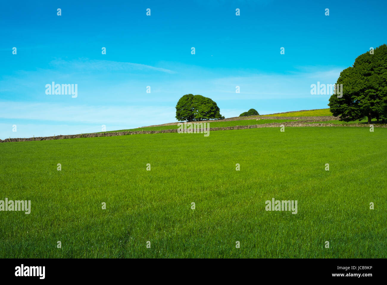 A tree seen beyond green fields and under blue sky along Tideswell Rake ...