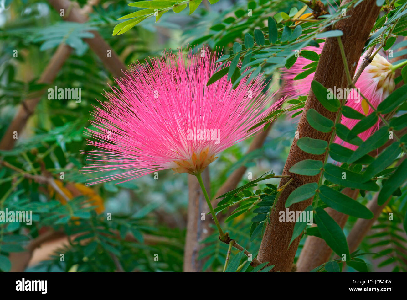 Surinam Powderpuff flower (Calliandra surinamensis). Called Pink Powder Puff, Pompon De Marin and Surinamese Stickpea Stock Photo