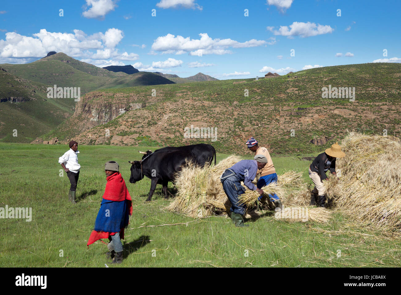 Farmers stacking wheat crop Central Highlands Lesotho Southern Africa Stock Photo
