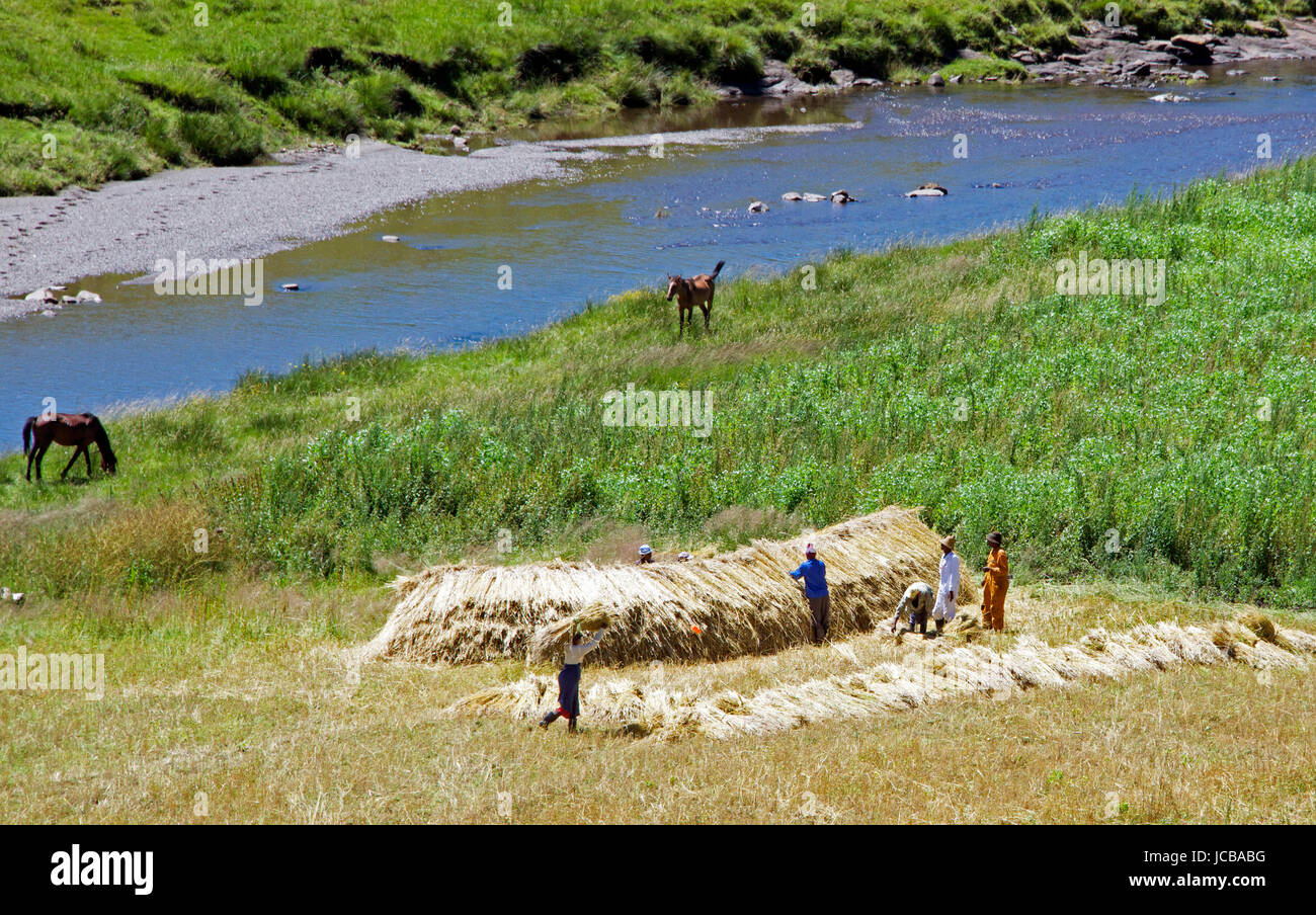 People making a haystack Semonkong Southern Highlands Lesotho Southern Africa Stock Photo