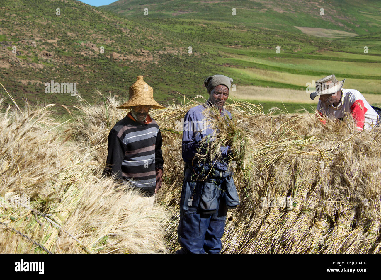Farmers stacking wheat crop Central Highlands Lesotho Southern Africa Stock Photo