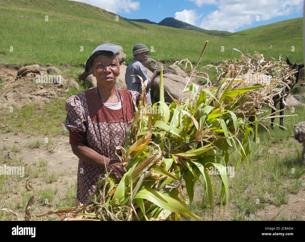 Woman and man with bundles of crops loading donkey Semonkong Southern Highlands Lesotho Southern Africa Stock Photo