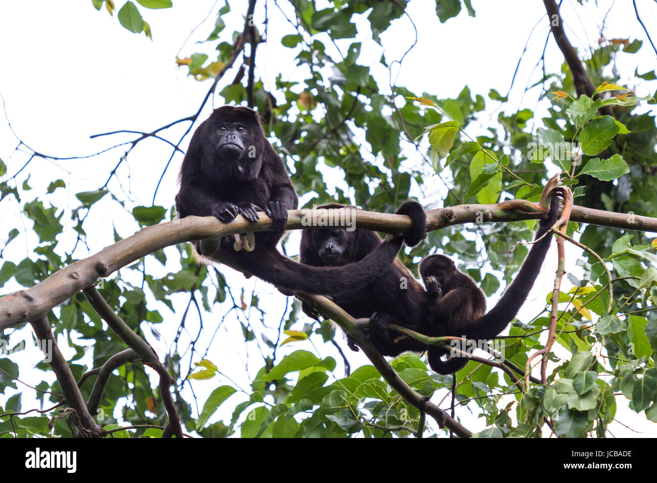family of howler monkeys resting on a limb up a very tall madrone tree