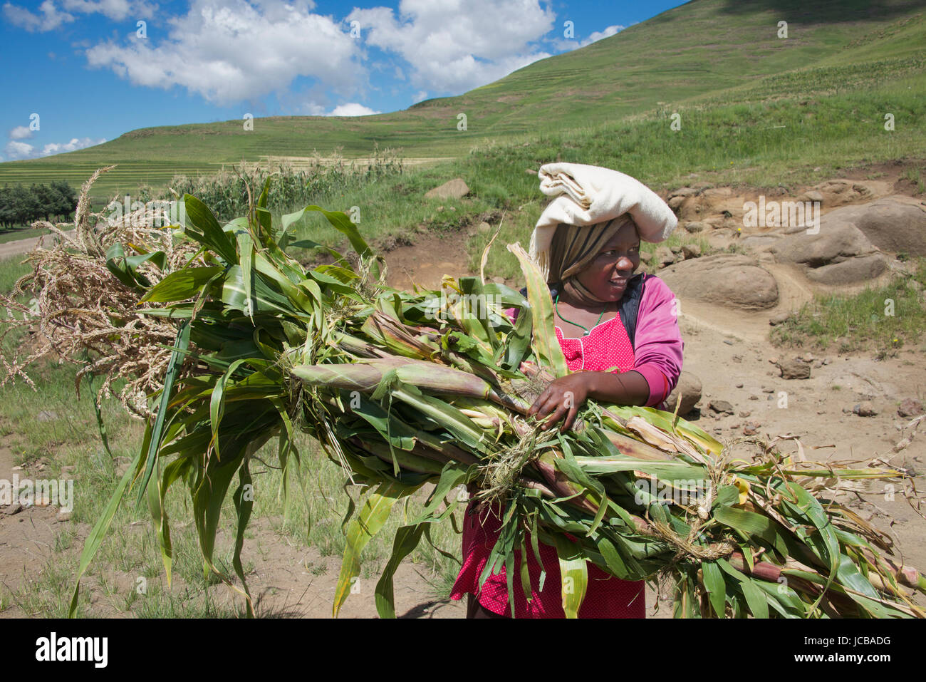 Woman carrying bundle of crops Semonkong Southern Highlands Lesotho Southern Africa Stock Photo