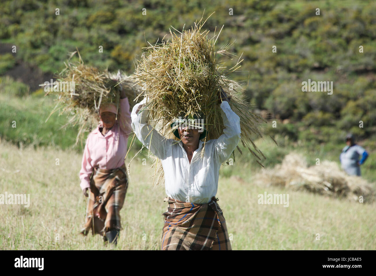 Two women carrying wheat bundles Central Highlands Lesotho Southern Africa Stock Photo