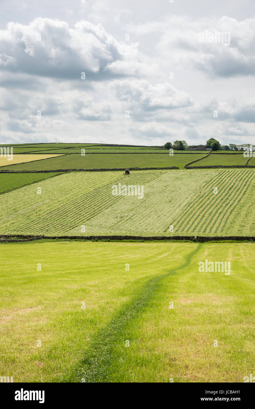 Green fields in the White Peak area of Derbyshire. Hay making around the village of Litton. Stock Photo