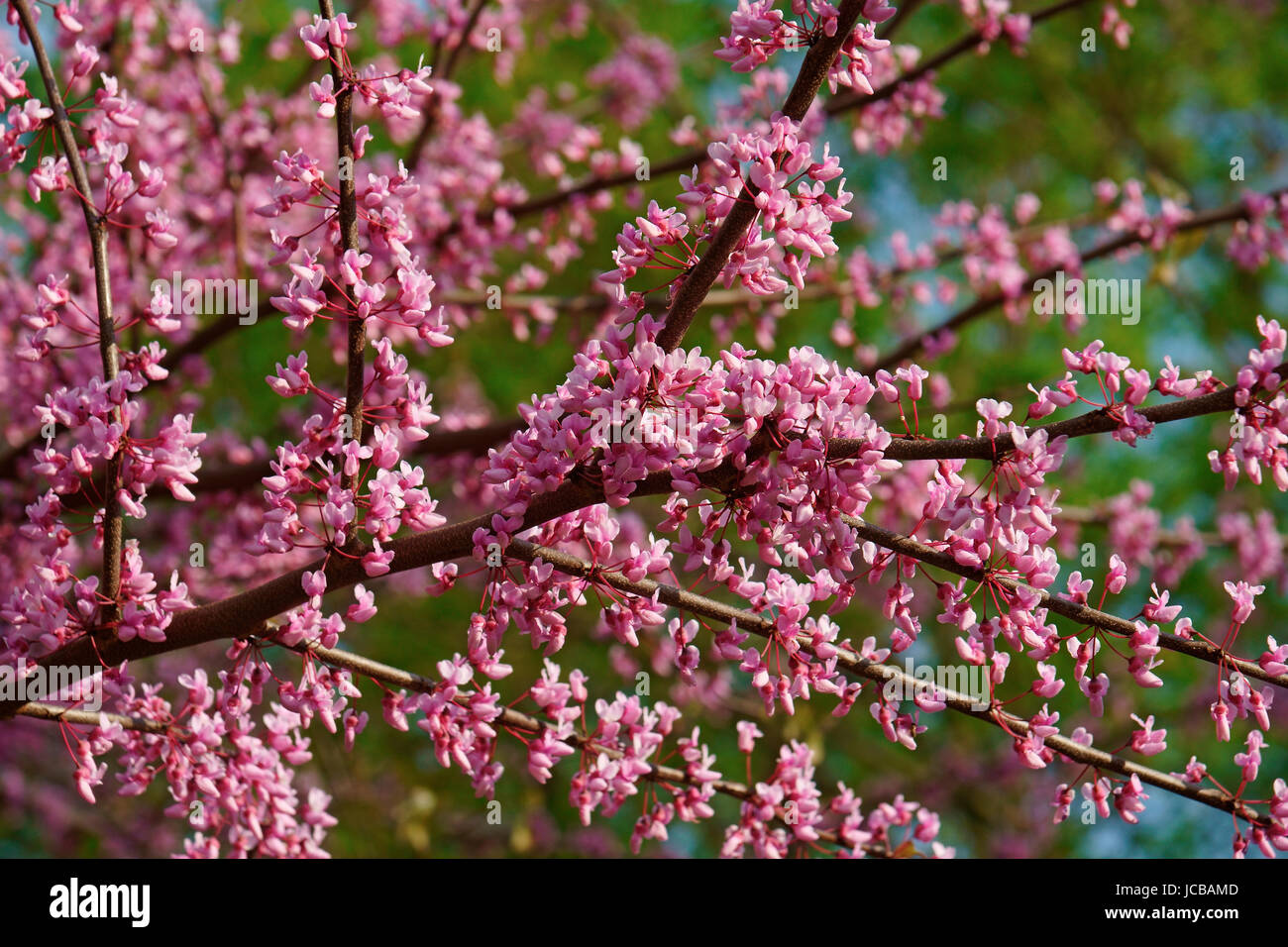 Oklahoma state tree hires stock photography and images Alamy