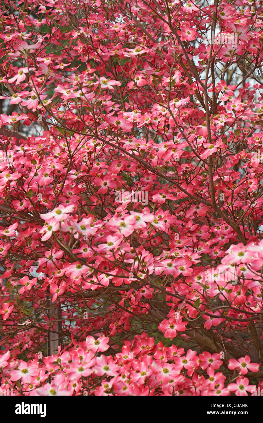 Why Are Dogwood Trees Called That