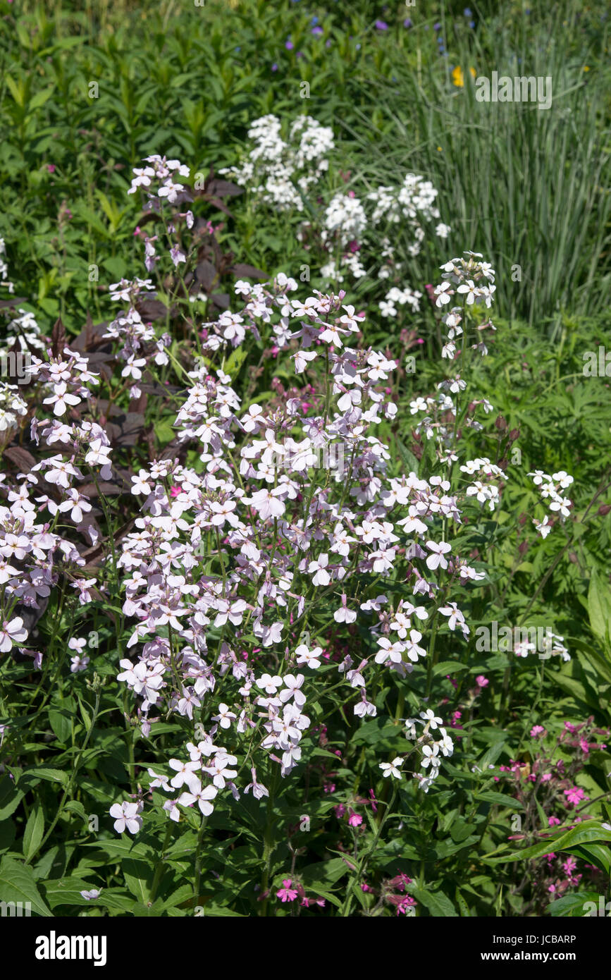 Hesperis matronalis (Dames's violet, Sweet rocket) flowering in an English country garden. Stock Photo