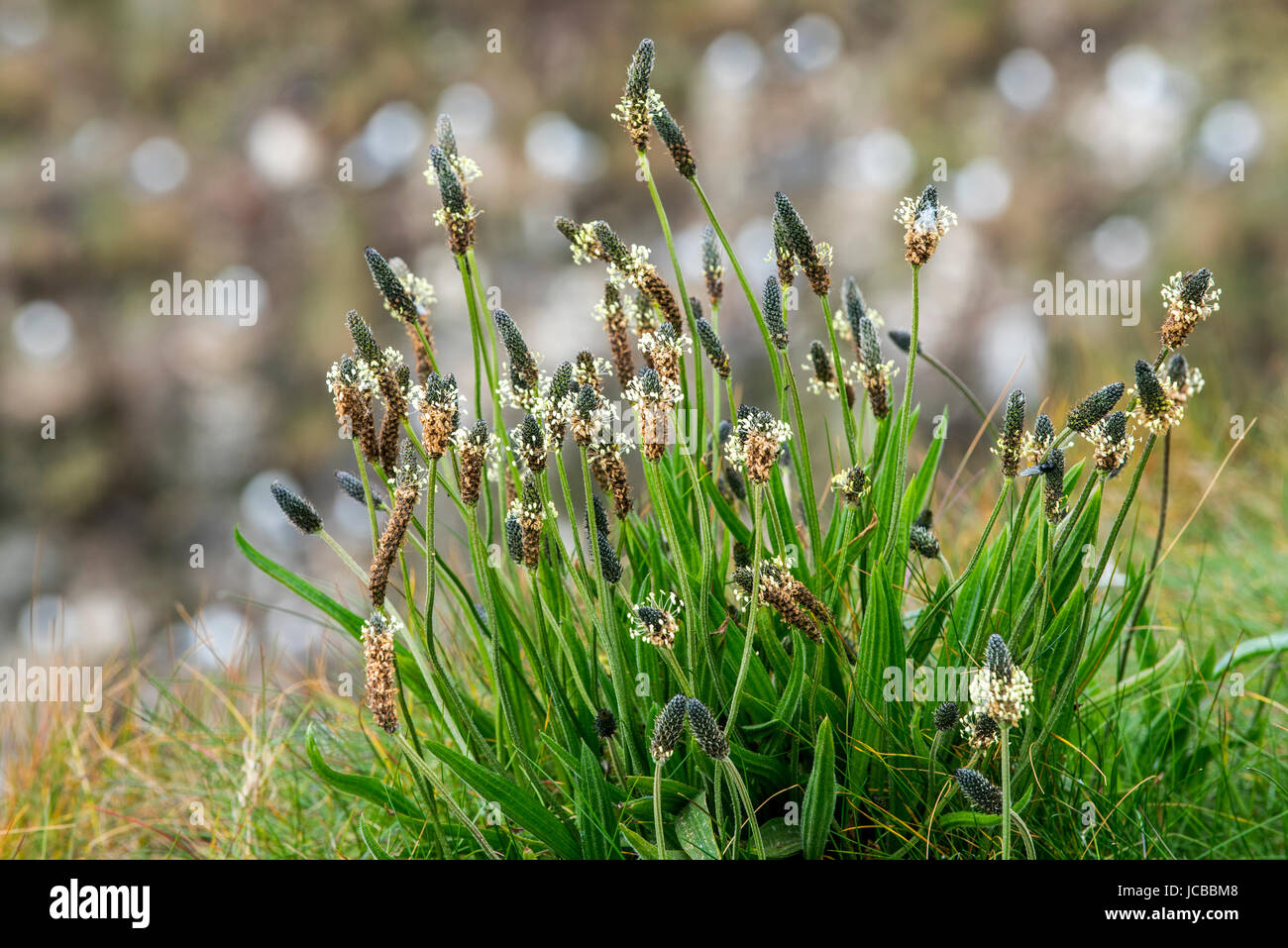 English plantain / narrowleaf plantain / ribwort plantain (Plantago lanceolata) in flower in spring Stock Photo